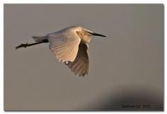 Egret in gold by Sarel van Zyl on 500px