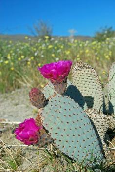 
                        
                            Anza-Borrego Desert State Park
                        
                    