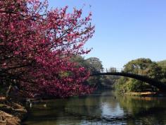 
                    
                        Parque Ibirapuera/SP
                    
                