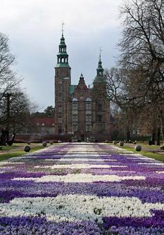 
                    
                        Crocus carpet in Copenhagen
                    
                