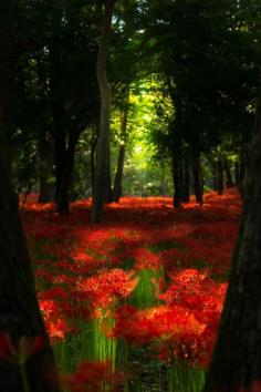 
                    
                        Wood of red magic lily
                    
                