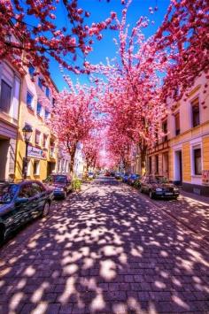 
                    
                        Cherry Brick Road, Bonn, Germany
                    
                