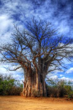 
                    
                        Boabab tree, South Africa
                    
                