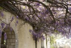 
                    
                        Wisteria at Montsalvat by vysanthe Montsalvat Arts Colony. Eltham Victoria Australia
                    
                