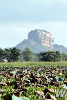 
                    
                        Sigiriya Rock in Sri Lanka. The UNESCO World Heritage Site features vertical walls topped with a flat-topped summit that contains the ruins of an ancient civilization.  >> I have been dying to go to Sri Lanka for years. Have you been? What did you think? I've heard it's much more relaxed than India.
                    
                