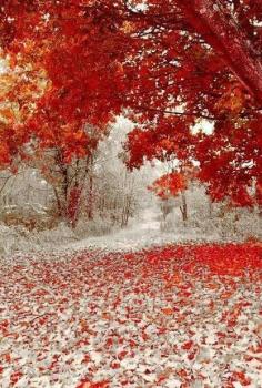 
                    
                        Winter and Fall meet each othet in Minnesota.
                    
                