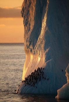 
                    
                        antarctica
                    
                