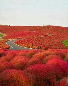 
                    
                        Hitachi Seaside Park. Japan.
                    
                