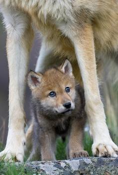 
                    
                        Gray wolf pup under mother's loving care • photo: Klein-Hubert on KimballStock
                    
                