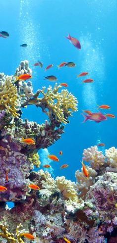 
                    
                        Underwater moments in Chania
                    
                