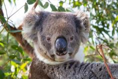 
                    
                        Koala.  Mikkira Koala Sanctuary.  Eyre Peninsula South Australia by John White
                    
                