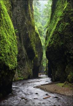 
                    
                        Fern Canyon, The Redwoods, California
                    
                