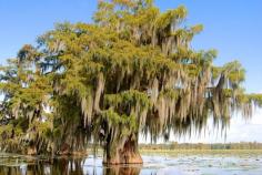 
                    
                        Scene from Cypress Island/Lake Martin near Lafayette, La.
                    
                