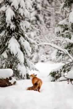 
                    
                        A majestic fox < 3 Taken at the ZOO of St-Felicien
                    
                