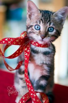 
                    
                        Red Ribbon Kitten ready for Christmas :)
                    
                