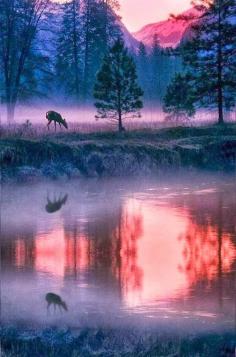 
                    
                        Elk drinking on lake, Yosemite National Park, California, United States.
                    
                