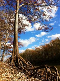 
                    
                        Cypress roots on Bayou D'arbonne.
                    
                