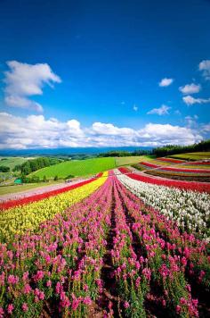 
                    
                        Hokkaido, Japan | 21 Most Colorful And Vibrant Places In The World
                    
                