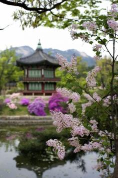 
                    
                        Korean Spring by Leigh MacArthur
                    
                