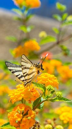 
                    
                        Flowers of Crete!
                    
                