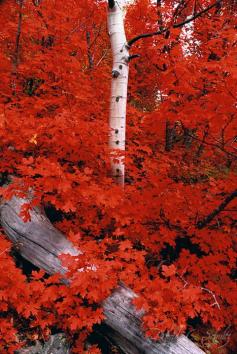 
                    
                        Rocky Mountain Maple
                    
                