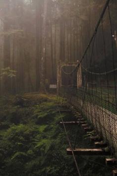 
                    
                        Forest Bridge, Japan
                    
                