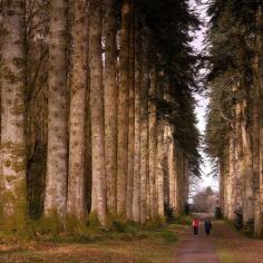 
                    
                        Woodstock Gardens, Kilkenny, Ireland
                    
                