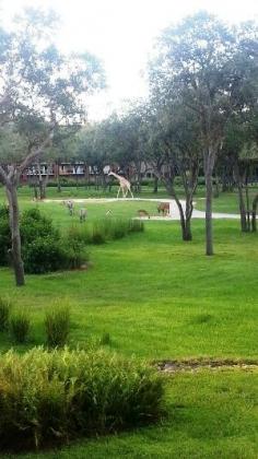 
                    
                        Disney’s Animal Kingdom Lodge:  An African-Themed Vacation Destination
                    
                