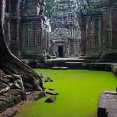 
                    
                        Ta Prohm Temple, Cambodia
                    
                