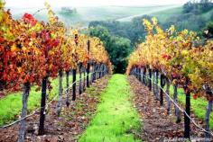 
                    
                        The Tri-Valley area is the perfect Northern California weekend getaway destination. This article provides everything you need for a weekend vacation itinerary.  Tri-Valley offers wine country, a beer trail, shopping, and great restaurants. #California #weekend #travel
                    
                