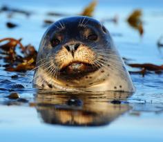 
                    
                        Harbor seal, Monterey, California
                    
                