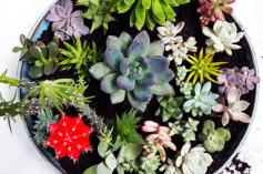 
                    
                        DIY Succulent Garden - Quinn Cooper Style
                    
                