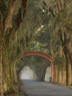 
                    
                        Bethesda, Savannah, Georgia, USA - do you believe Spanish moss can do this?
                    
                