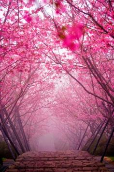 
                    
                        Cherry Blossom in Kintai Bridge, Iwakuni Japan
                    
                