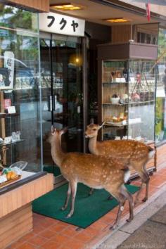 
                    
                        Miyajima - The deer are everywhere.
                    
                