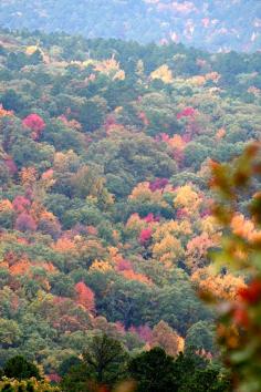 
                    
                        8 Stunning Fall Drives through a National Forest  National Forests, Recreation
                    
                