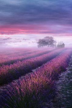 
                    
                        Lavender Mist, Provence, France
                    
                