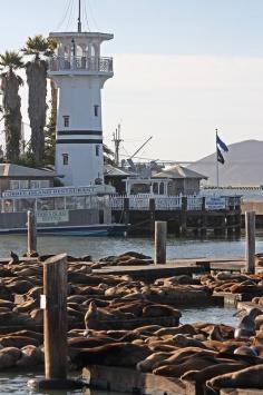 
                    
                        Pier 39 San Francisco
                    
                