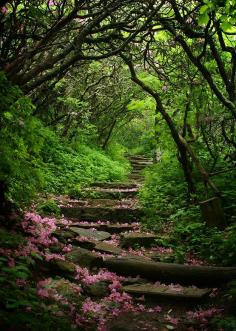 
                    
                        Craggy gardens- North Carolina
                    
                