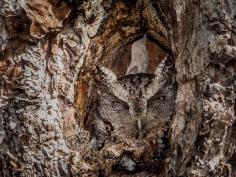 
                    
                        screech owl
                    
                