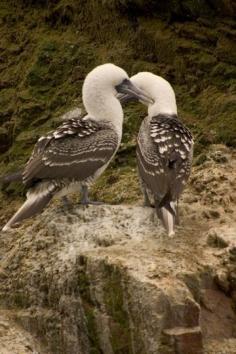 
                    
                        The Best of Peru: Peruvian Boobie, Isla Ballestas Galapagos Islands, Peru | The Planet D
                    
                