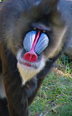 
                    
                        Mandrill Baboon
                    
                