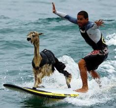 
                    
                        Near Lima, instructor Domingo Pianezzi is teaching Pisco the Alpaca how to surf • photo / video: Reuters on The Telegraph • click thru for video
                    
                