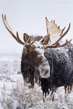 
                    
                        snowy moose
                    
                