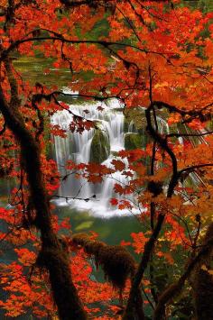 
                    
                        Fall in Lower Lewis River Falls, Gifford Pinchot National Forest, Washington, United States
                    
                