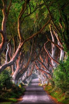 
                    
                        “The Dark Hedges, Ballymoney, Northern Ireland ”
                    
                