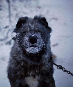 
                    
                        frozen dog hair oymyakon village
                    
                