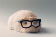 
                    
                        Professor BooBoo's Guinea Pig Cuteness Might Kill Us All #Refinery29
                    
                