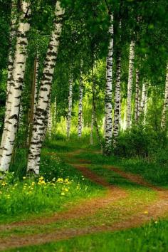 
                    
                        Birch Forest, Finland photo via terri
                    
                