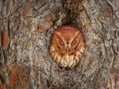 
                    
                        screech owl
                    
                